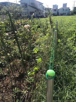 雑草だらけのお庭と空き地