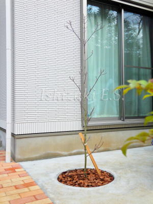 車庫の隅に植えたシンボルツリー