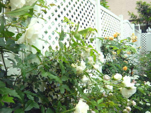 トレリスフェンスで可憐なバラの庭に　柏市Ｔ邸
