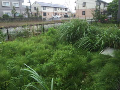 雑草が生い茂っていたお庭