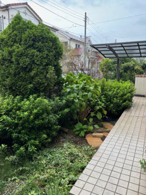 施工前の樹木と玄関ポーチ