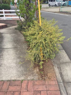 アプローチ両脇の土部分