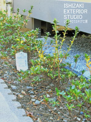 花壇に植えた常緑のツツジ